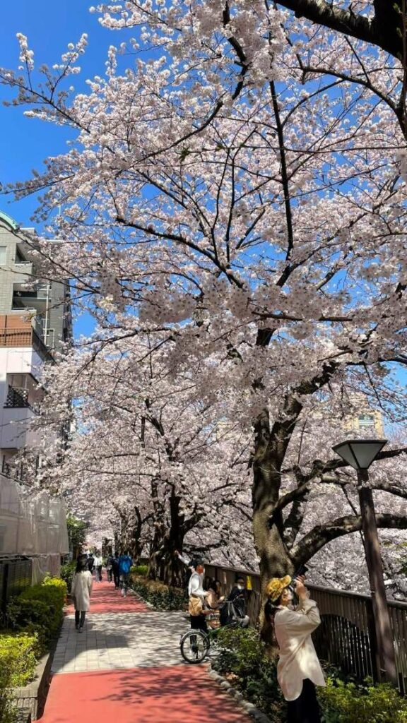 目黒駅 から歩ける桜の並木道！ 目黒川沿いの桜スポットを紹介 （東京都目黒区/品川区） | 旅とおでかけ 鉄道チャンネル