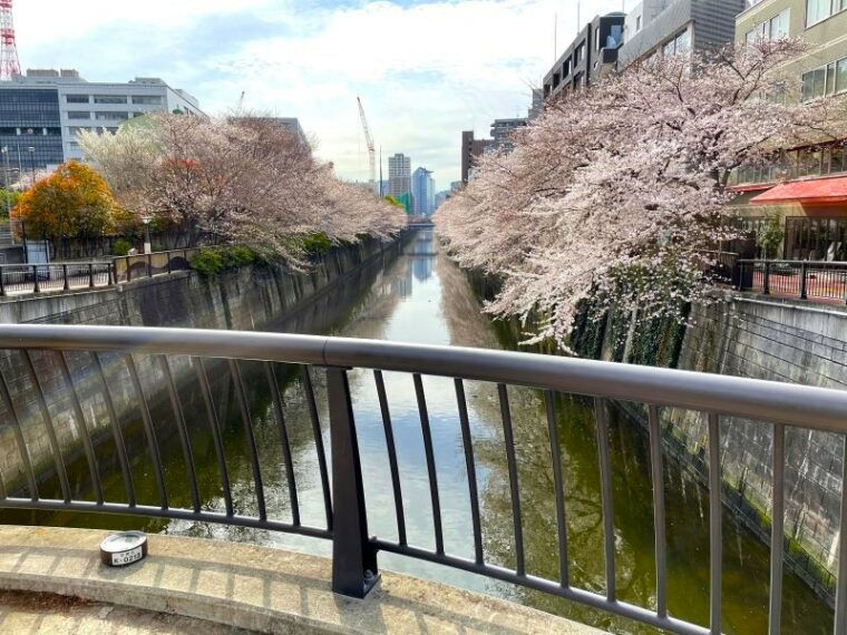 目黒駅 から歩ける桜の並木道！ 目黒川沿いの桜スポットを紹介 （東京都目黒区/品川区） | コラム | 鉄道チャンネル