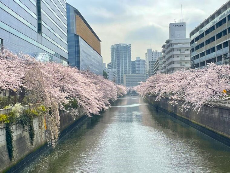 目黒駅 から歩ける桜の並木道！ 目黒川沿いの桜スポットを紹介 （東京都目黒区/品川区） | 旅とおでかけ 鉄道チャンネル
