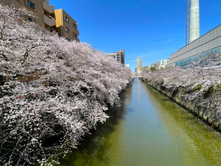 目黒駅 から歩ける桜の並木道！ 目黒川沿いの桜スポットを紹介 （東京都目黒区/品川区） | 旅とおでかけ 鉄道チャンネル