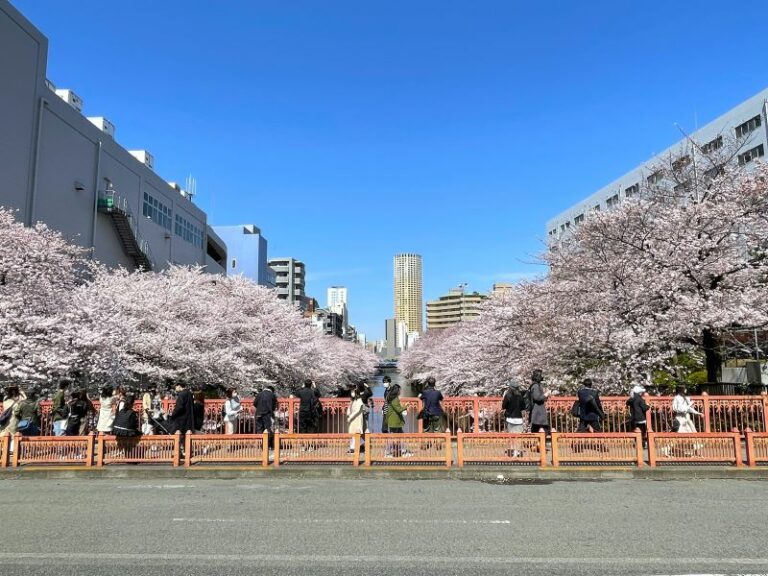 目黒駅 から歩ける桜の並木道！ 目黒川沿いの桜スポットを紹介 （東京都目黒区/品川区） | 鉄道ニュース | 鉄道チャンネル