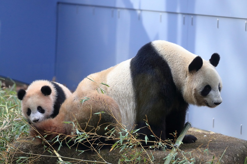 上野動物園のパンダ】シャオシャオ・レイレイが2026年1月返還！ラスト