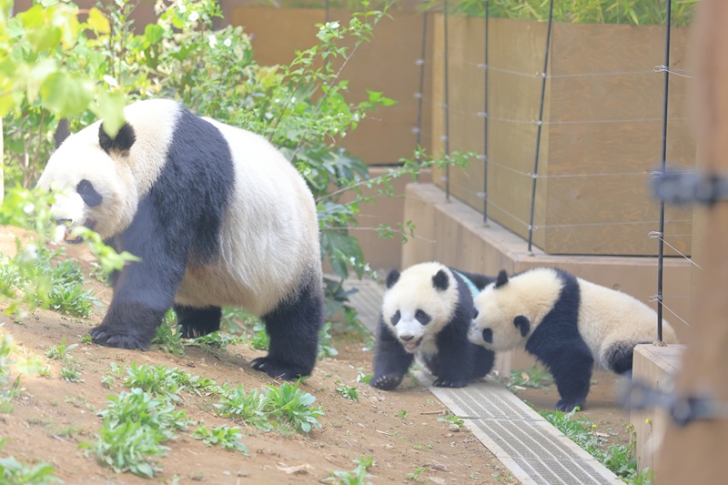 上野動物園のパンダ】シャオシャオ・レイレイが2026年1月返還！ラスト