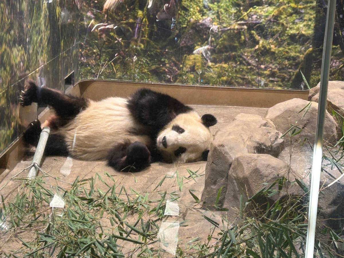 上野動物園のパンダ】シャオシャオ・レイレイが2026年1月返還！ラスト