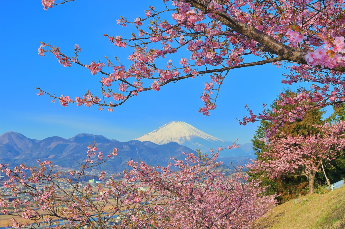 富士山×河津桜×菜の花の絶景「まつだ桜まつり」2026開催！ミニSLなど