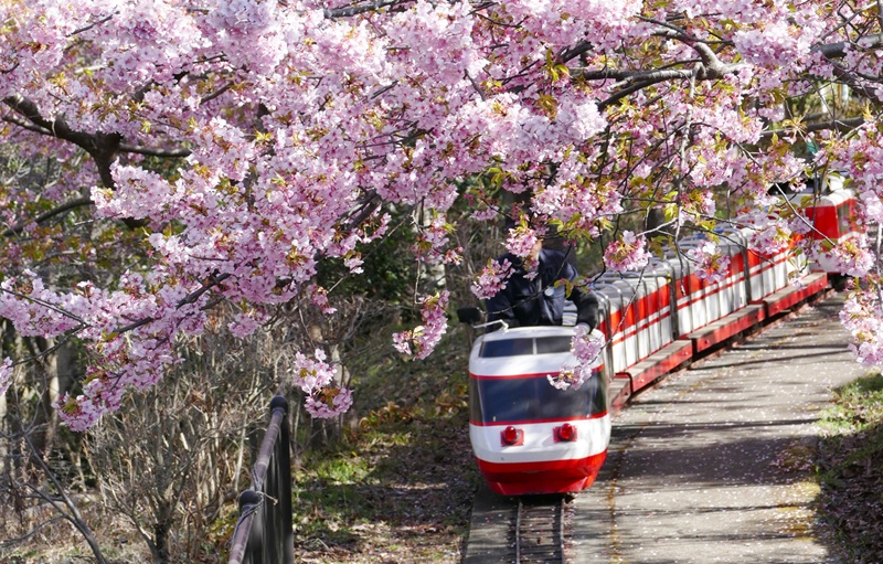 富士山×河津桜×菜の花の絶景「まつだ桜まつり」2026開催！ミニSLなど