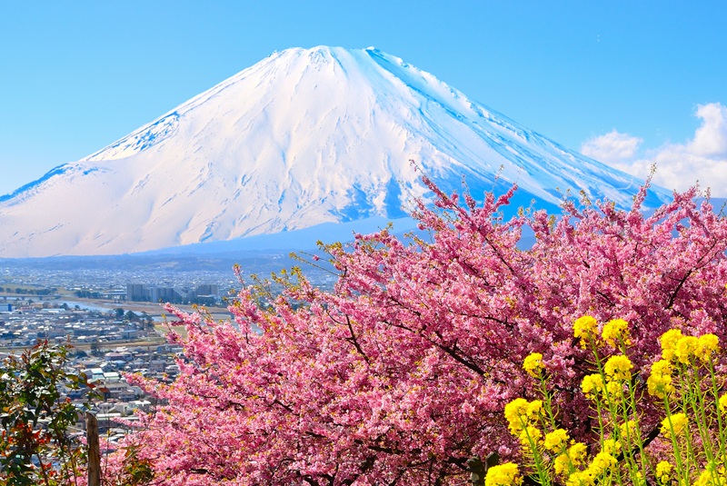 富士山×河津桜×菜の花の絶景「まつだ桜まつり」2026開催！ミニSLなど