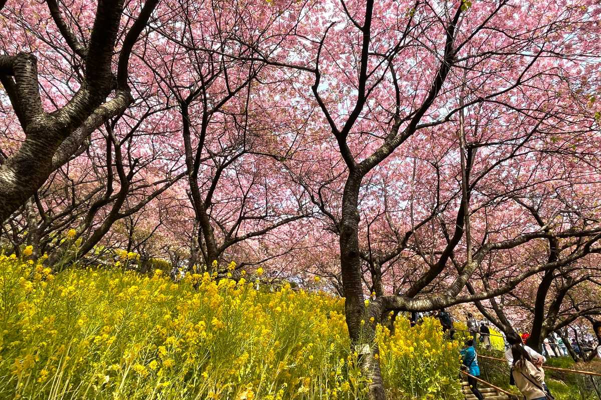 富士山×河津桜×菜の花の絶景「まつだ桜まつり」2026開催！ミニSLなど