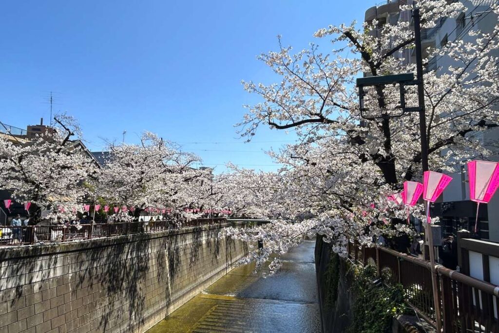 東京都内の桜 目黒川沿いスポットも、いよいよ見頃に!中目黒駅〜目黒駅にかけてを写真で紹介!2026年の最新状況もレポート(鉄道チャンネル)|d ...