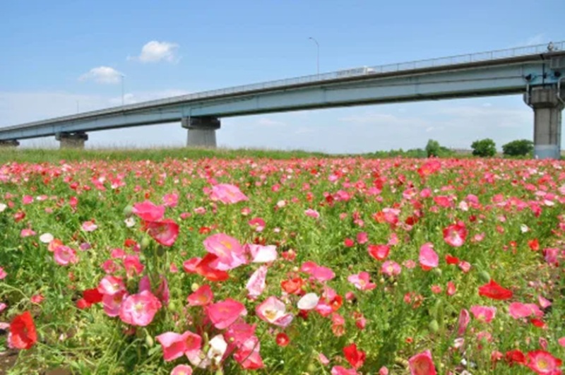 江戸川松戸フラワーライン春の花まつりで心躍るひとときを